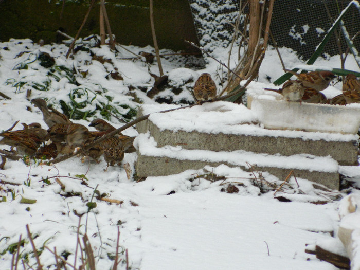 DSCN4577 - PASARELE 2013