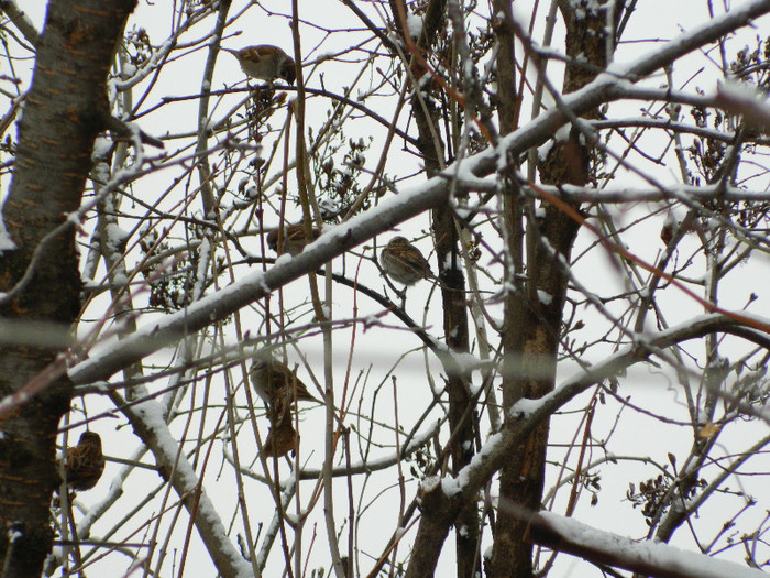 DSCN4578 - PASARELE 2013