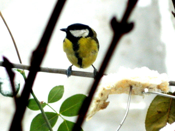 DSCN4594 - PASARELE 2013