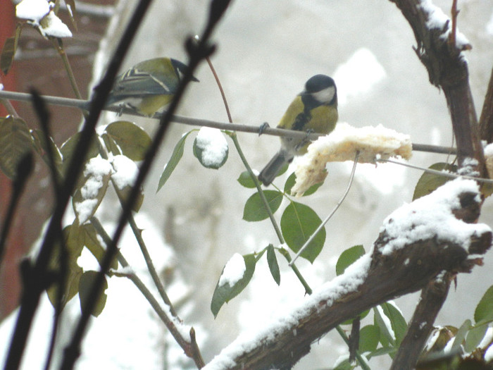 DSCN4605 - PASARELE 2013