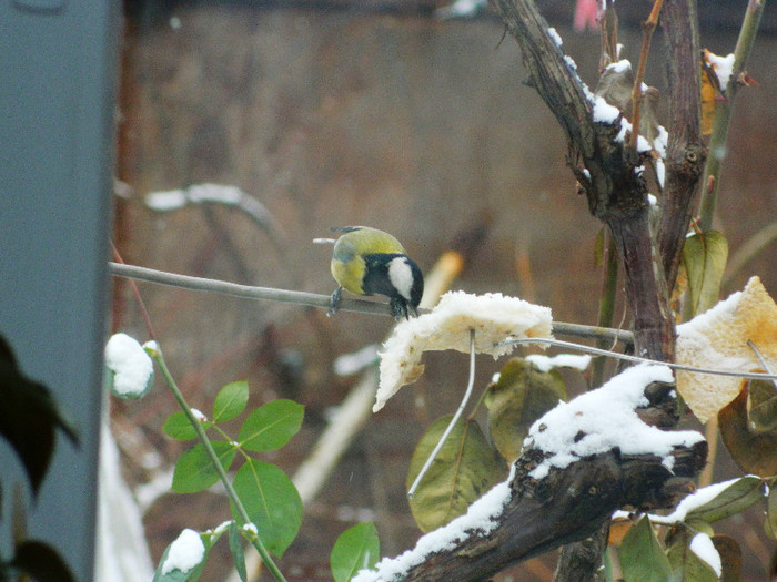 DSCN4606 - PASARELE 2013