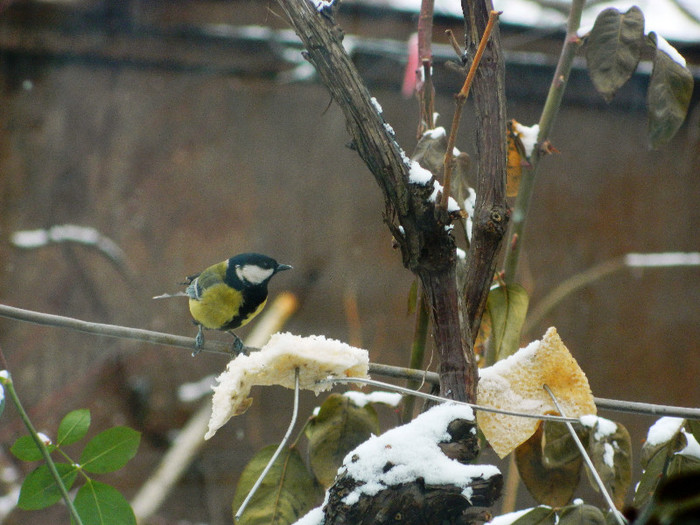 DSCN4608 - PASARELE 2013