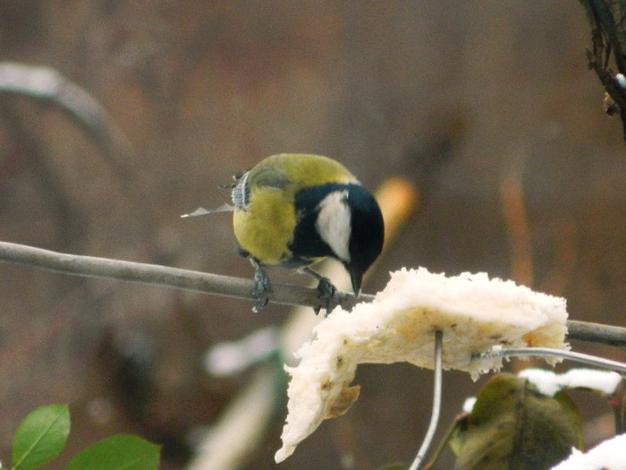 DSCN4609 - PASARELE 2013