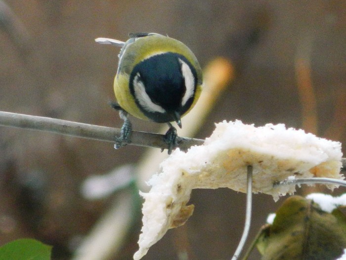 DSCN4611 - PASARELE 2013