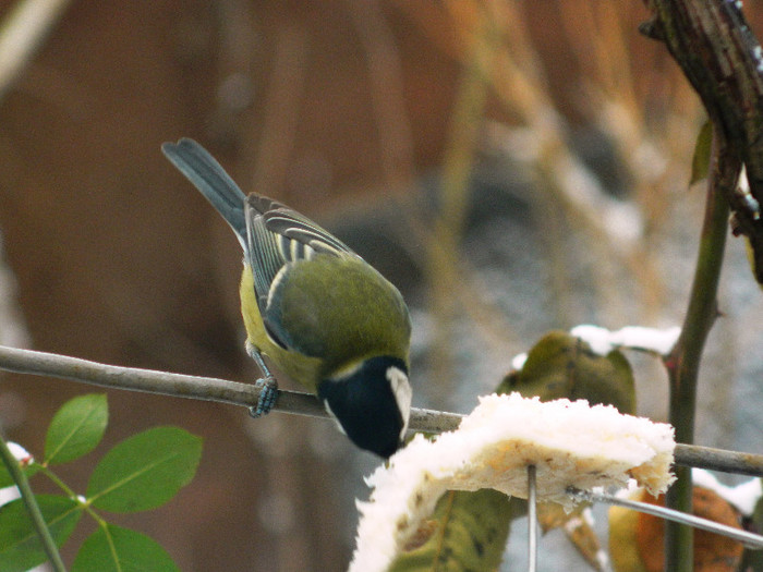 DSCN4615 - PASARELE 2013