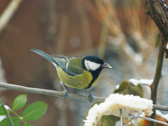 DSCN4617 - PASARELE 2013