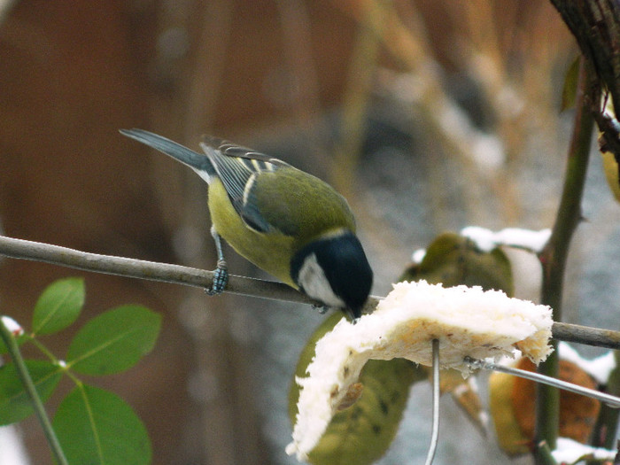 DSCN4618 - PASARELE 2013