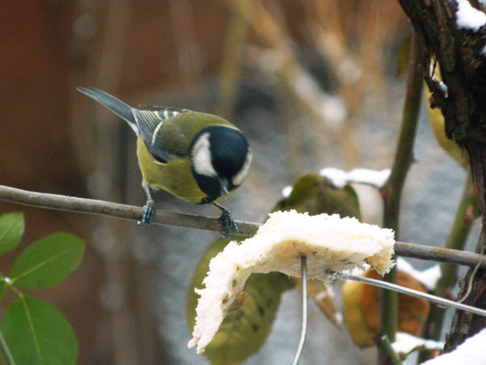 DSCN4620 - PASARELE 2013