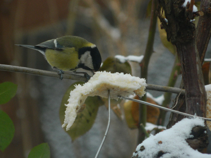 DSCN4635 - PASARELE 2013
