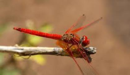 3 - Insecta potrivita pentru tine