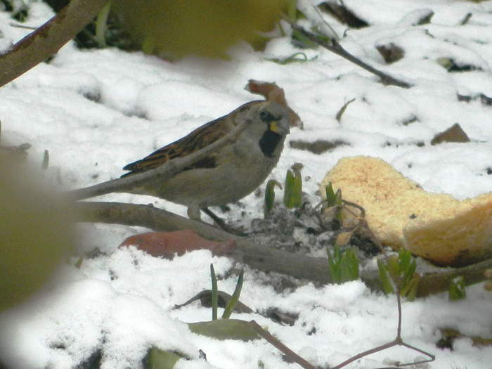 DSCN4638 - PASARELE 2013