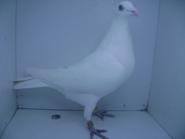 RO-09-256104 F [Vanbruen 100%]