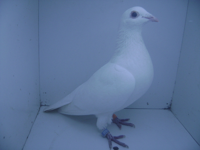 RO-11-2144949 F[Florin Corabia]