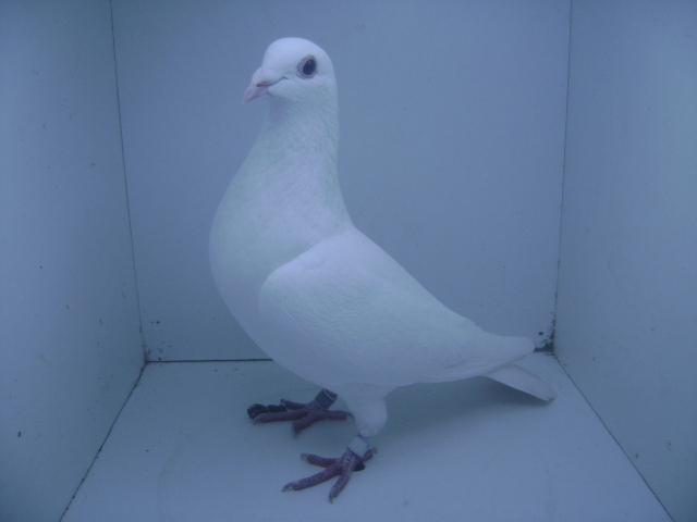 RO-12-2458093 F[FICA 446+104]