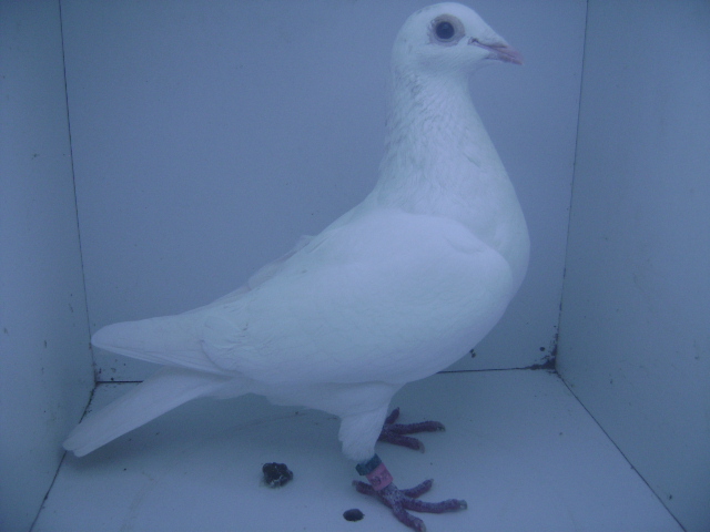 BEL-08-6021306 F[NAT=WUYTS-COMINES]