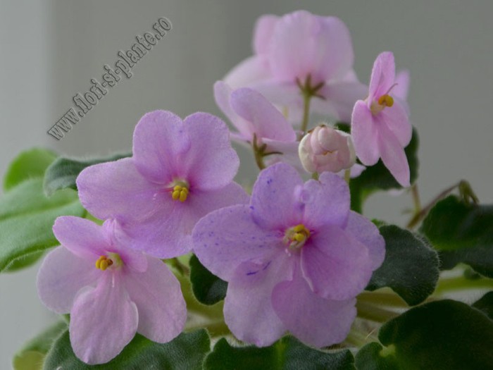 Saintpaulia Ness Happy Freckles