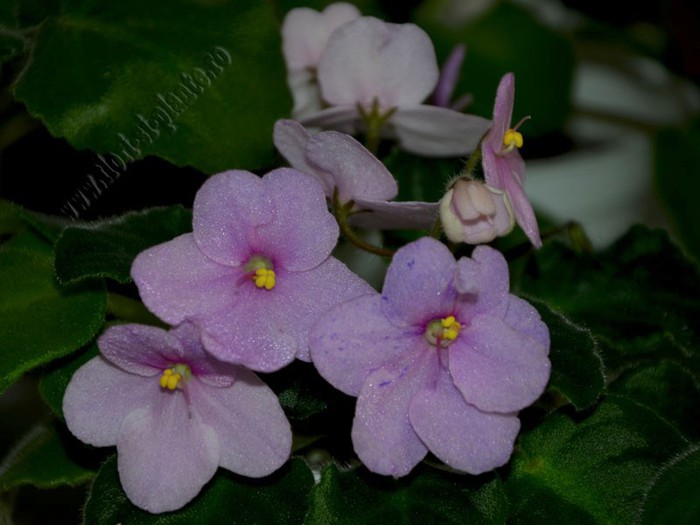 Saintpaulia Ness Happy Freckles