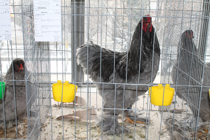 cocos brahma albastru; expo ianuarie Arges 2013
