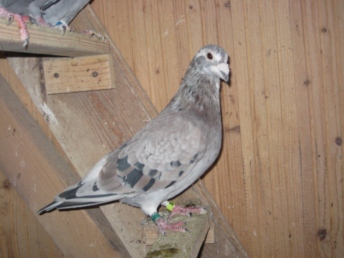 IMG_6731Sylvere Toye Tarzan