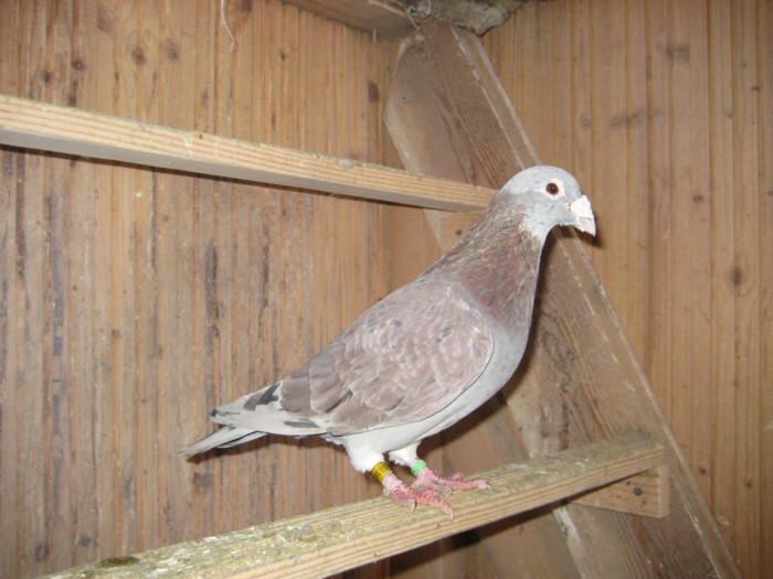 IMG_6737 Sylvere Toye-Tarzan