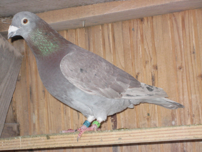 IMG_6738 Sylvere Toye-Tarzan - 2013 MATCA MASCULI  O PARTE