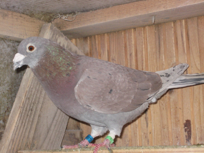 IMG_6740 Sylvere Toye-Tarzan