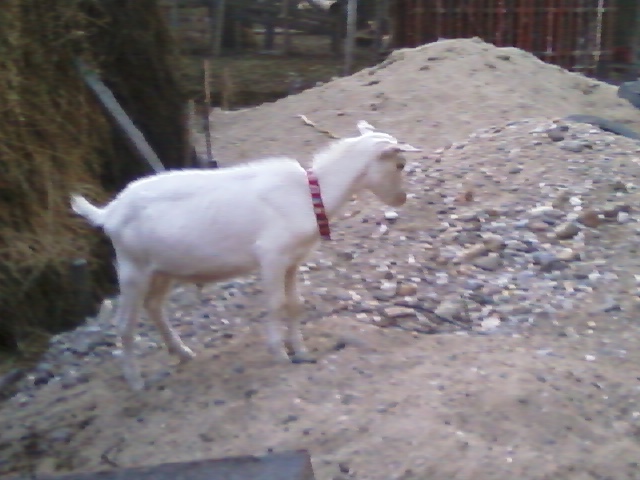 Foto0029; faby 5 luni
