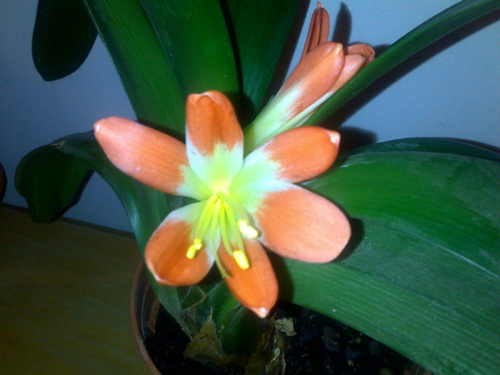 clivia - plante