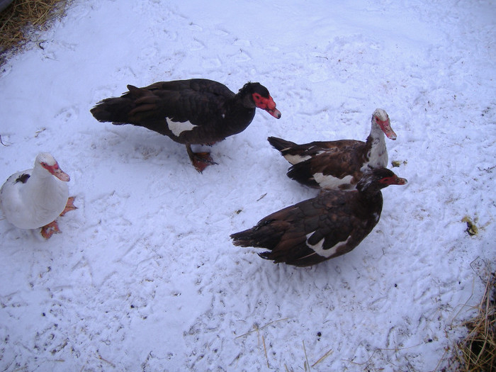 De vanzare - Rata leseasca - Cairina moschata