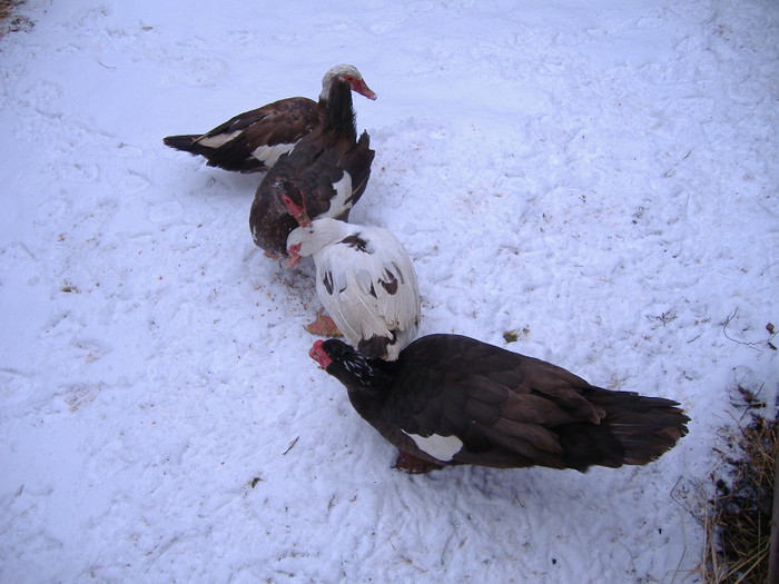 De vanzare - Rata leseasca - Cairina moschata