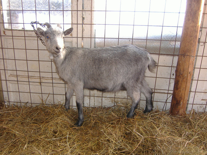 Ieduta metisa Alpina Franceza (F1) - Capra aegagrus hircus