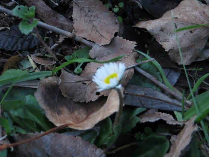 IMG_0101 - IANUARIE-TODI