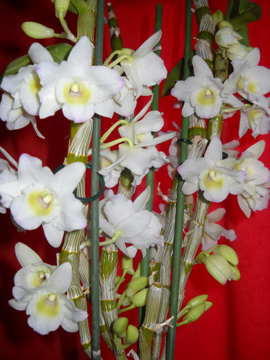 28.Ianuarie.013 - Orhideea - Dendrobium nobile0