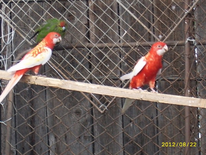 Rosella Rubino - Papagali Rosella