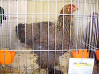 gaina brahma potirnichiu - expo LIPOVA 2013