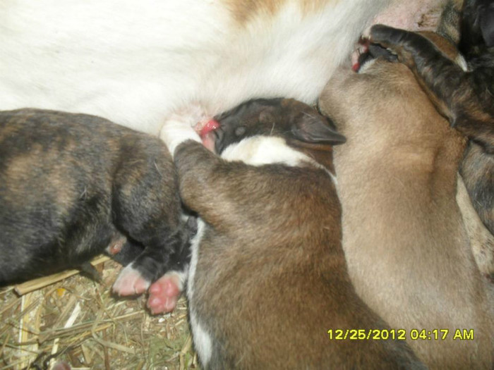 dogo canario - vand  catei  presa canario si parintii