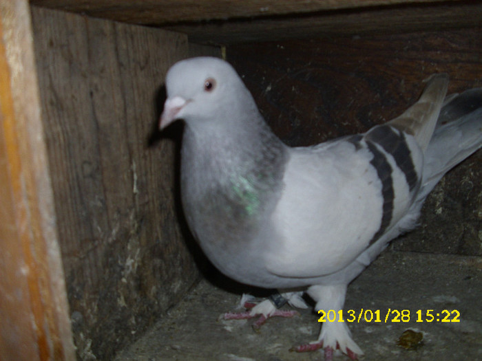 femela 2012 joaca din mana