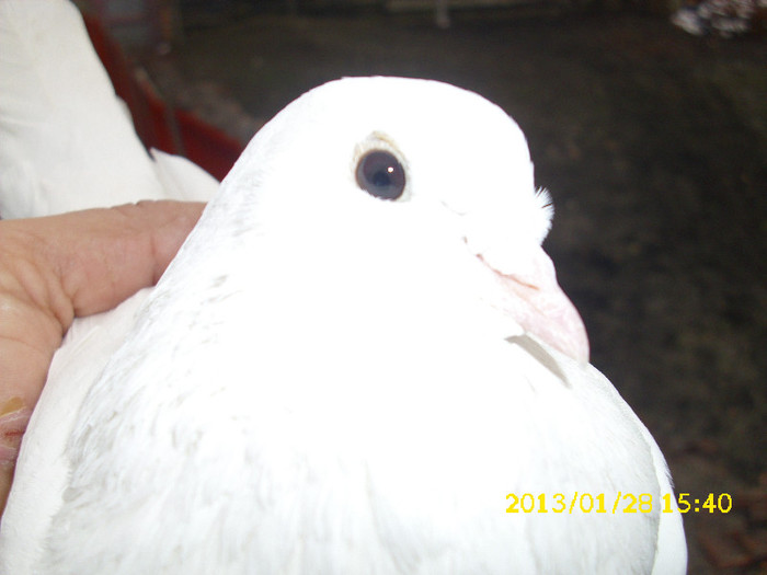 mascul 2011 nul mai am