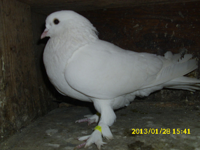 mascul 2011 nul mai am