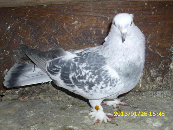 mascul germania 2009 vandut - Takla