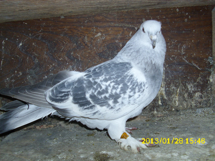 mascul germania 2009 vandut - Takla