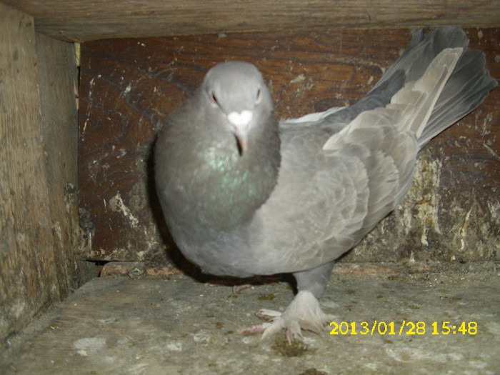 mascul takla 2009,  vandut