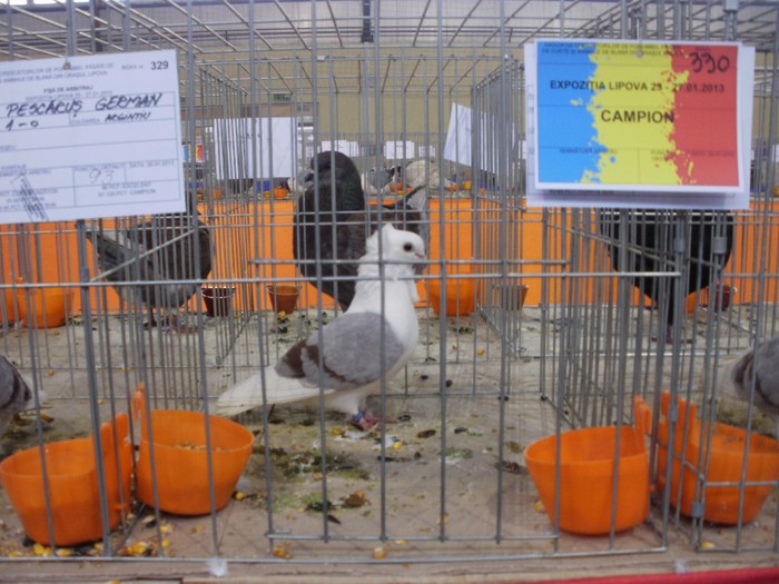 Campion Pescarus German - Expozitie Ianuarie 2013 Lipova