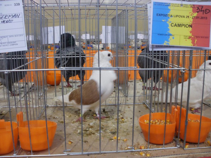 Campioana Pescarus German - Expozitie Ianuarie 2013 Lipova
