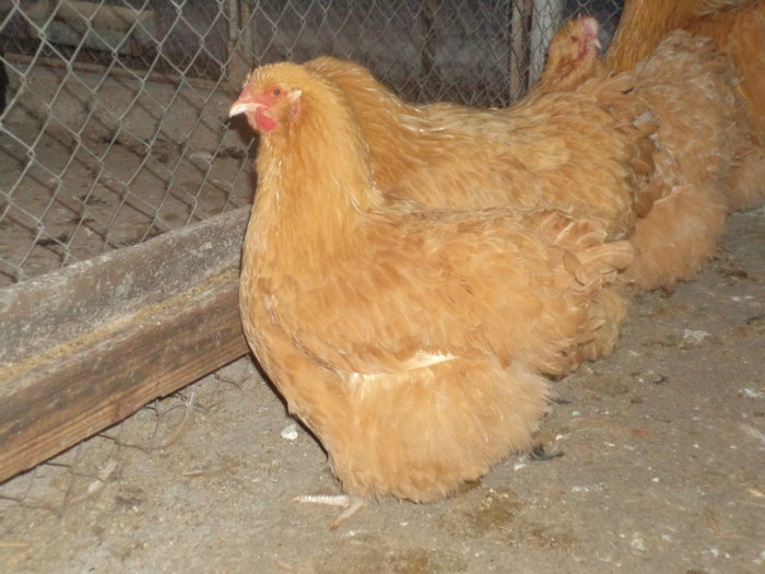 DSC01770 - 2013-Orpington galben