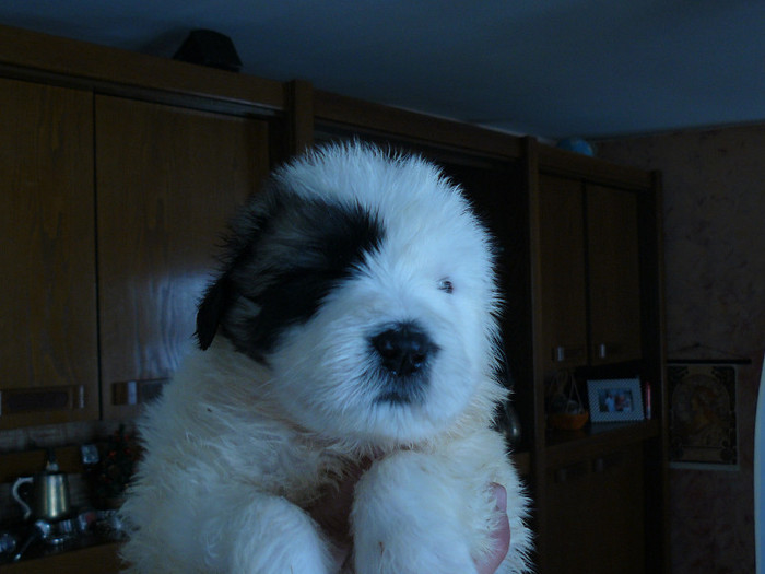 margelatu       catel de vinzare