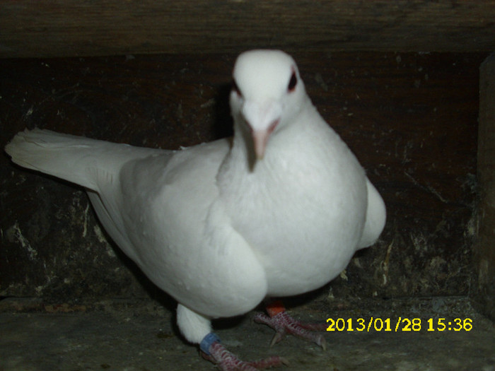 mascul 2012 - Voiajori albi