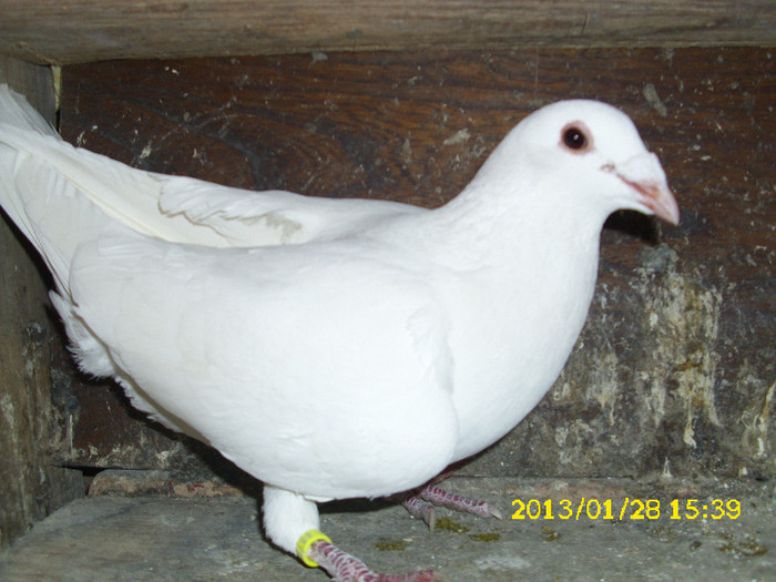 mascul 2011 - Voiajori albi