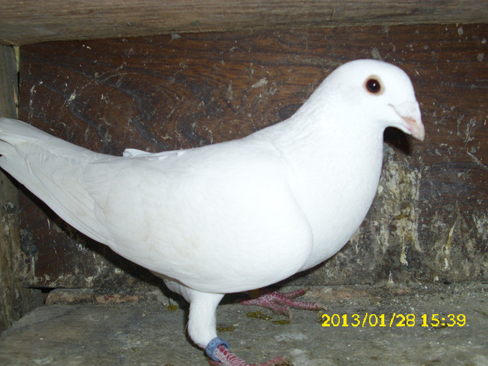 mascul 2012 - Voiajori albi