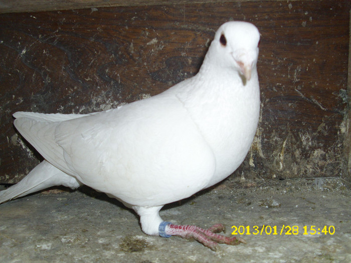mascul 2012 - Voiajori albi